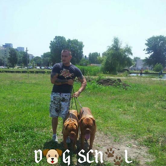 Dresaj canin Bucuresti