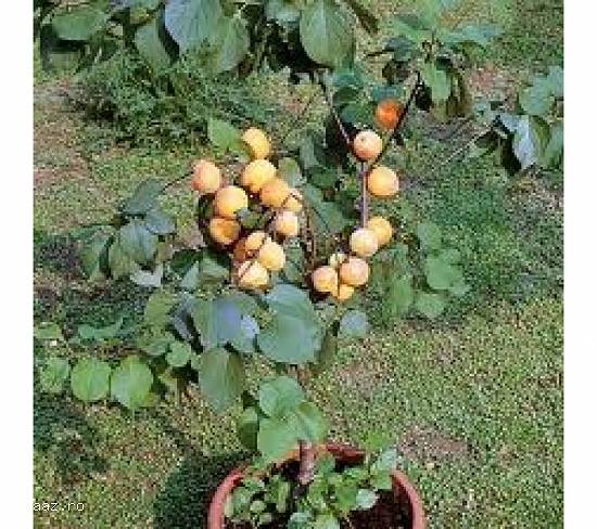 pomi pirici COLUMNARI 0765211996