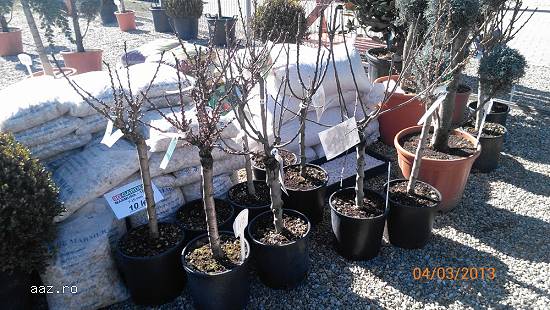 pomi pirici COLUMNARI 0765211996