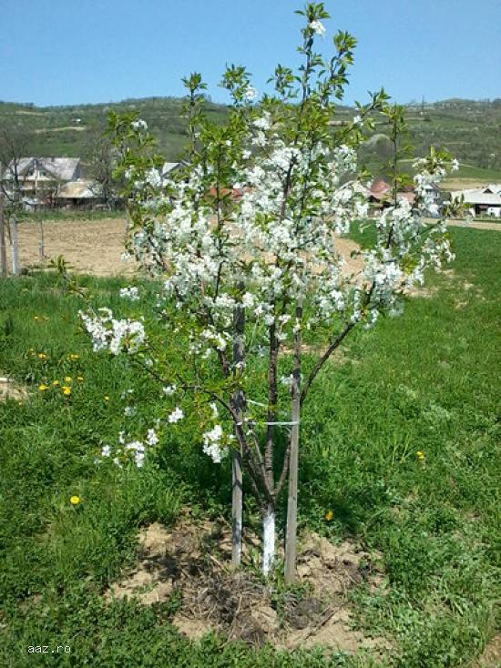 pomi pirici COLUMNARI 0765211996