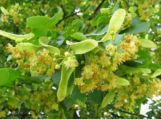 Vand mesteacan pletos,  tei argintiu,  plante ornamentale