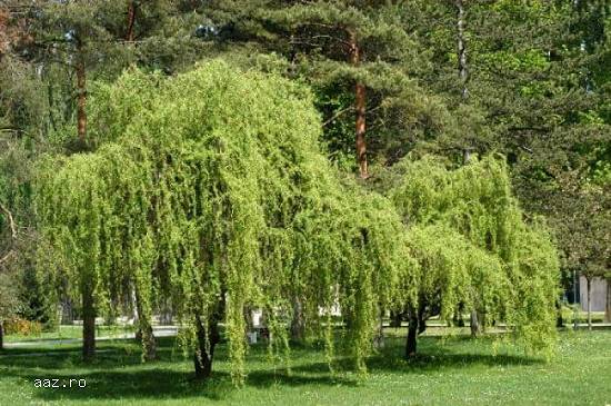 Vand mesteacan pletos,  tei argintiu,  plante ornamentale