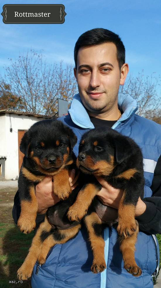 Canisa Rottmaster Vinde Pui Rottweiler Din Parinti De Talie Mare