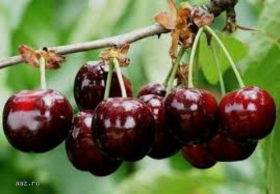 POMI FRUCTIFERI