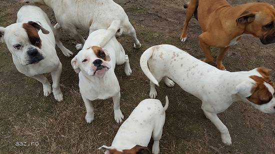 Catei rasa boxer