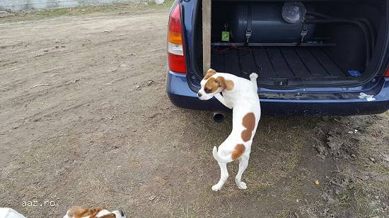 Catei rasa boxer
