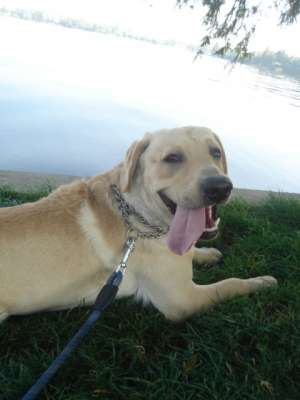 Monta Labrador