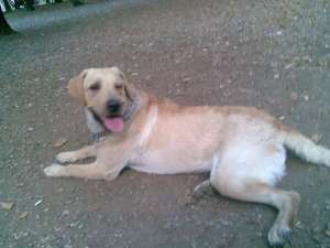 Monta Labrador