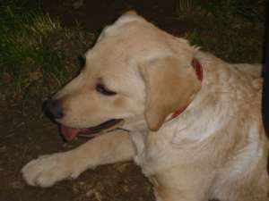 Monta Labrador