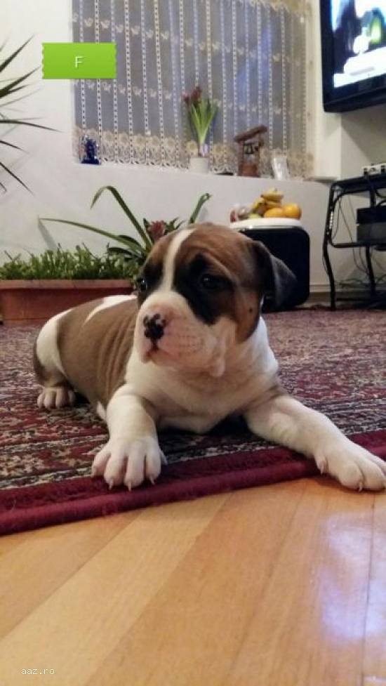AMSTAFF