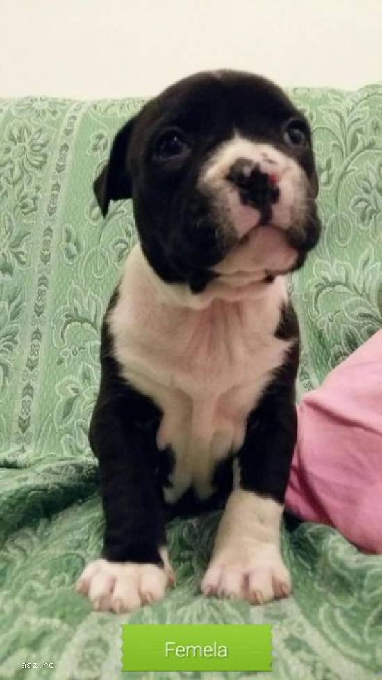 AMSTAFF