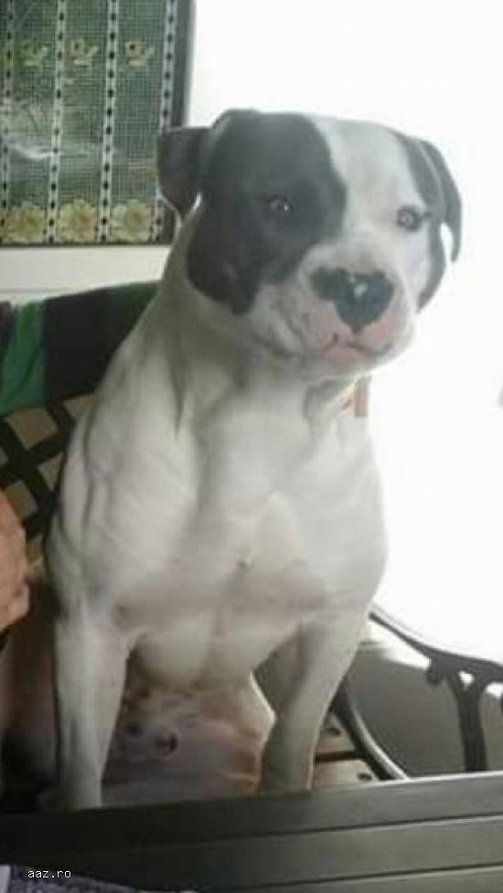 AMSTAFF