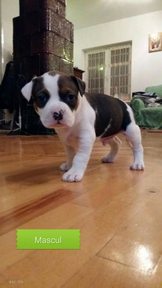 AMSTAFF
