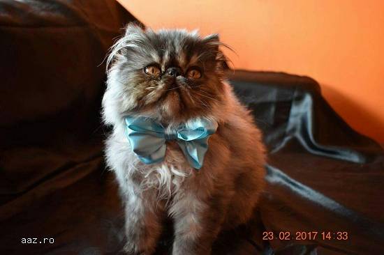 Motanel persan cu pedigree tip A