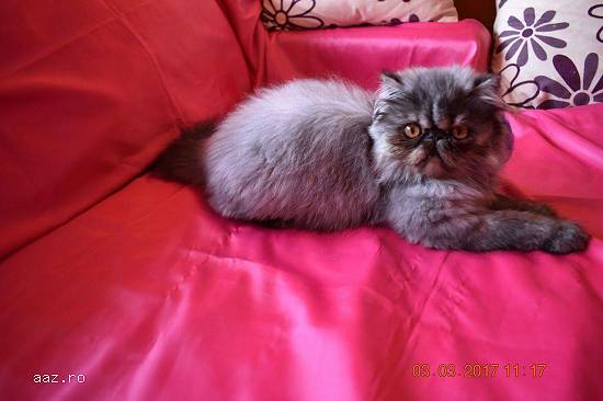 Motanel persan cu pedigree tip A