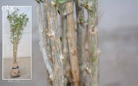 Arbusti( pomi,  plante) Goji lemnificati din plantatie Goji proprie.