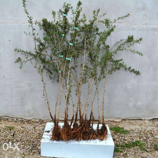 Arbusti( pomi,  plante) Goji lemnificati din plantatie Goji proprie.