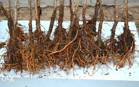 Arbusti( pomi,  plante) Goji lemnificati din plantatie Goji proprie.