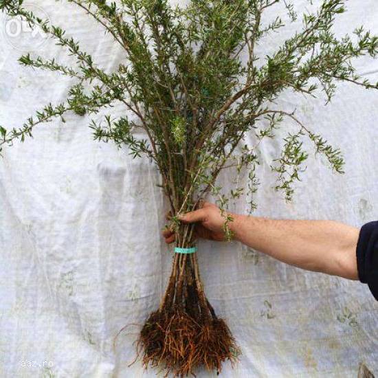 Arbusti( pomi,  plante) Goji lemnificati din plantatie Goji proprie.