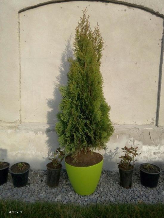 Tuia smaragd,    arbusti aclimatizati perfect sanatosi