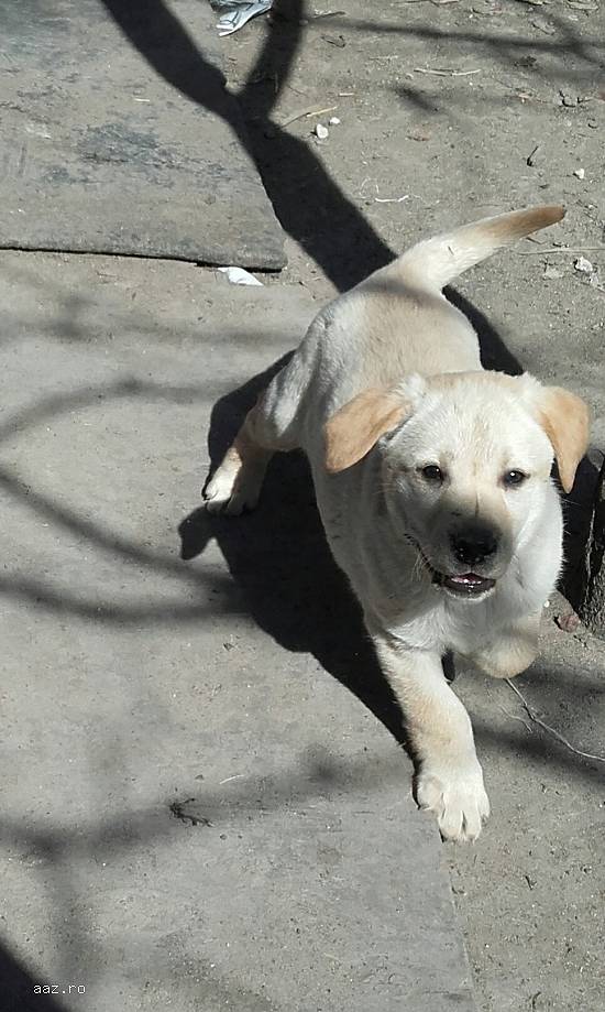 Catei Labrador
