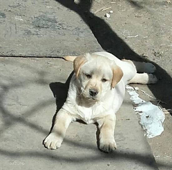 Catei Labrador