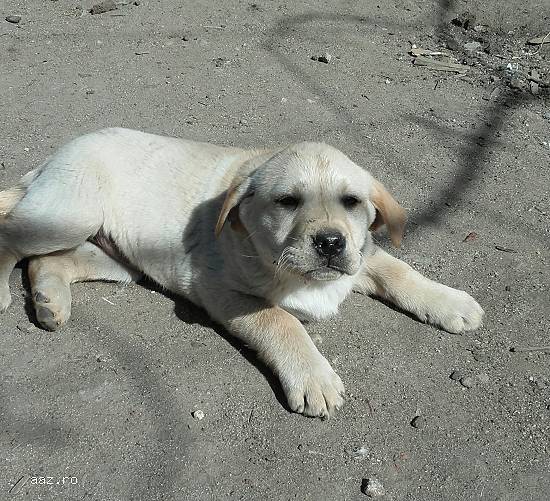 Catei Labrador