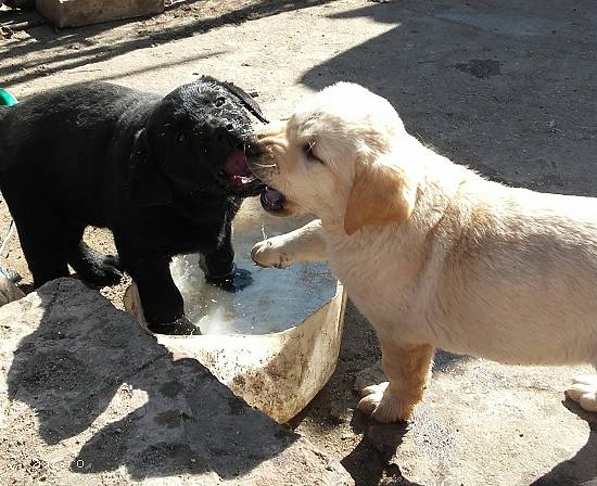 Catei Labrador