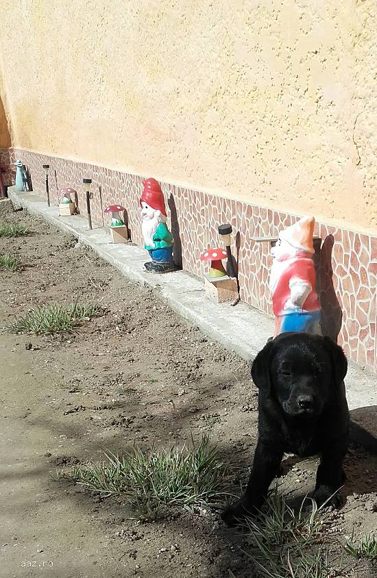 Catei Labrador