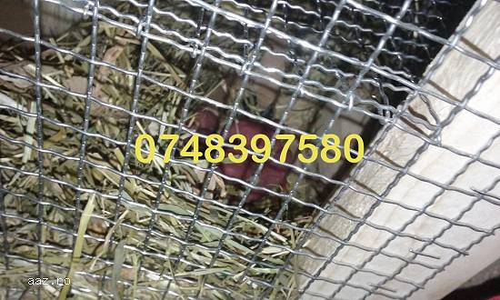 Pui veverita siberiana nascuti pe 07.03.2017
