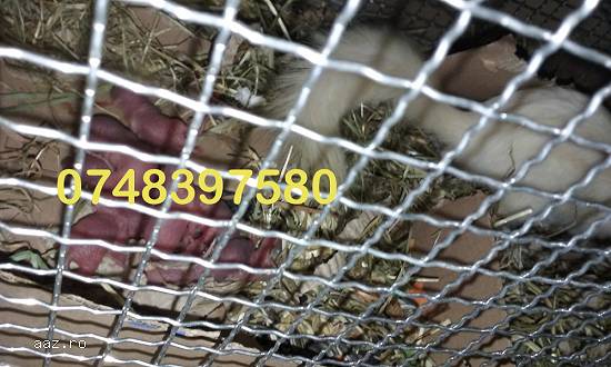 Pui veverita siberiana nascuti pe 07.03.2017