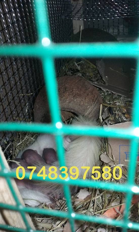 Pui veverita siberiana nascuti pe 07.03.2017