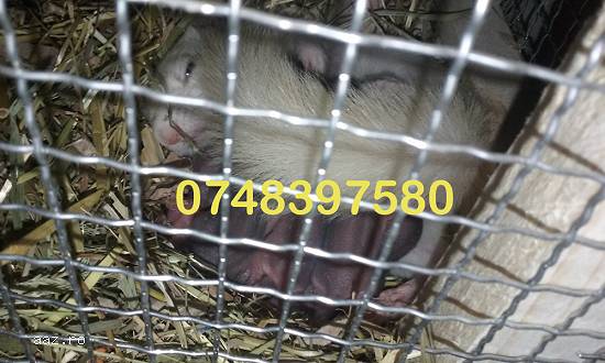 Pui veverita siberiana nascuti pe 07.03.2017