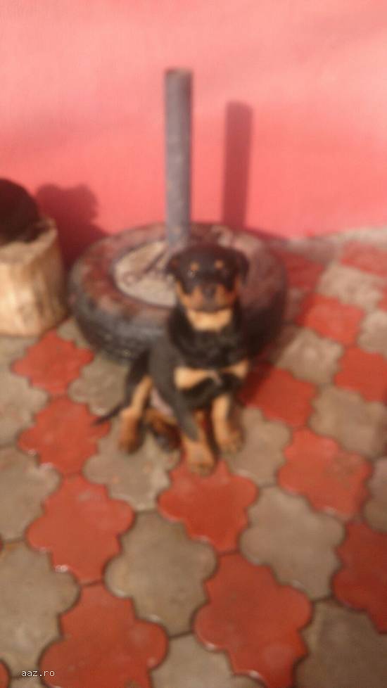 Pui Rottweiler