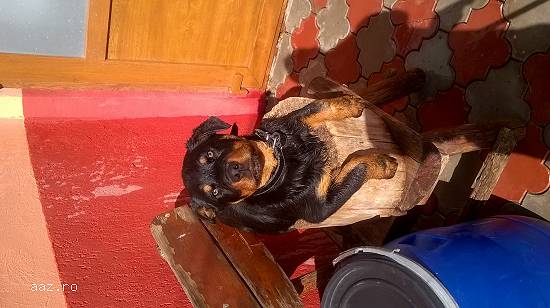 Pui Rottweiler