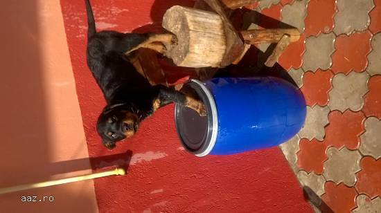 Pui Rottweiler