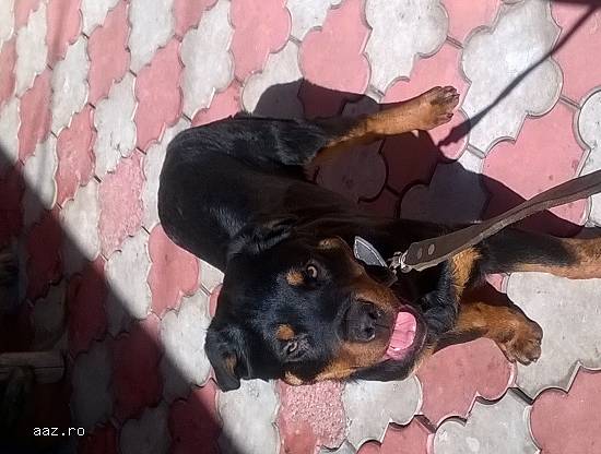 Pui Rottweiler