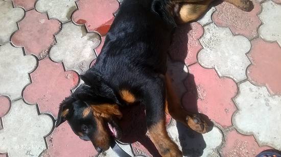 Pui Rottweiler