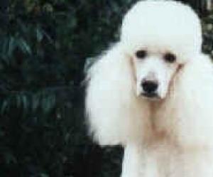 ofer spre vanzare Caniche superb talie medie