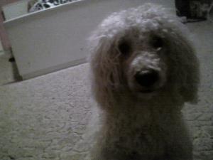 ofer spre vanzare Caniche superb talie medie