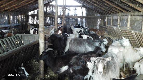 Vand oi carabase 130si capre de lapte
