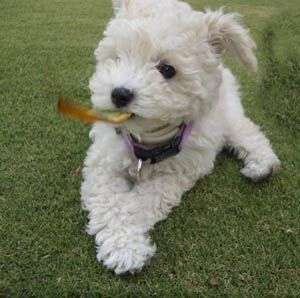 Cauti un CANICHE   rasa pura?