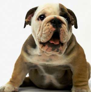 Cauti un BULLDOG  rasa pura?