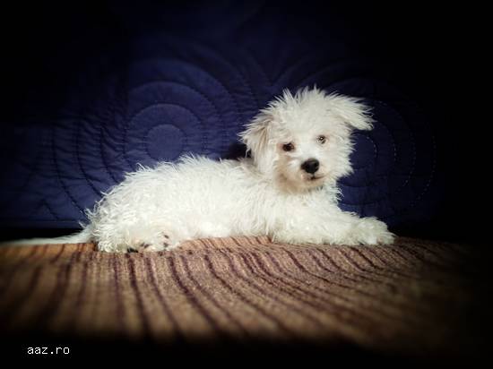 Bichon bolognese