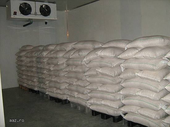Vand 30 tone Seminte Dovleac