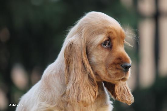 ENGLISH COCKER SPANIEL  PUPPIES!