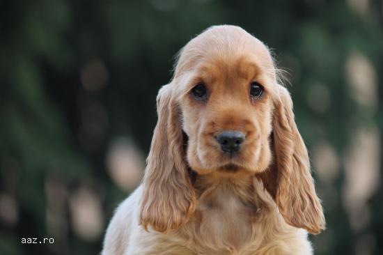 ENGLISH COCKER SPANIEL  PUPPIES!