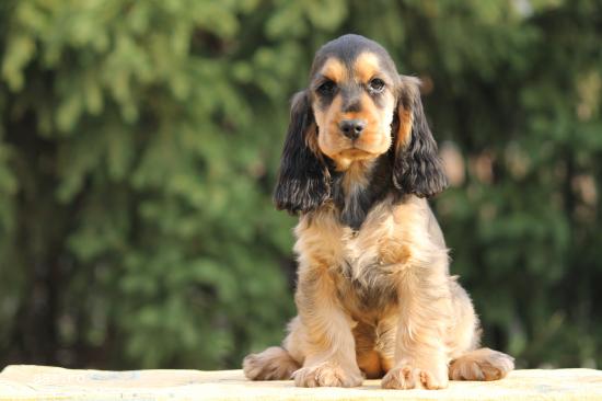 ENGLISH COCKER SPANIEL  PUPPIES!