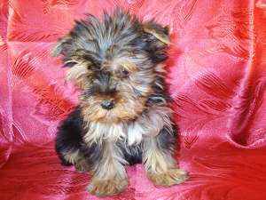 VAND CATELUSI JUCAUSI YORKSHIRE TERRIER