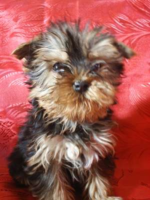 VAND CATELUSI JUCAUSI YORKSHIRE TERRIER